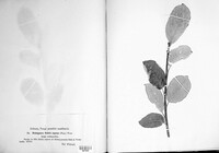 Melampsora caprearum image